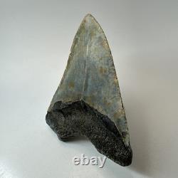 Megalodon Shark Tooth 4.88 Inch Colorful Carolina Fossil Authentic 20304