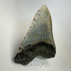Megalodon Shark Tooth 4.88 Inch Colorful Carolina Fossil Authentic 20304