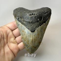 Megalodon Shark Tooth 4.88 Inch Colorful Carolina Fossil Authentic 20304