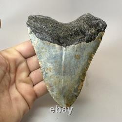 Megalodon Shark Tooth 4.88 Inch Colorful Carolina Fossil Authentic 20304