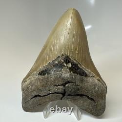 Megalodon Shark Tooth 4.90 Inch Amazing Serrated Fossil Authentic 20379