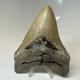 Megalodon Shark Tooth 4.90 Inch Amazing Serrated Fossil Authentic 20379
