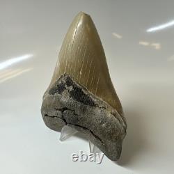 Megalodon Shark Tooth 4.90 Inch Amazing Serrated Fossil Authentic 20379