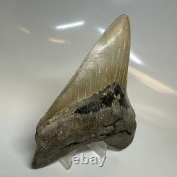 Megalodon Shark Tooth 4.90 Inch Amazing Serrated Fossil Authentic 20379