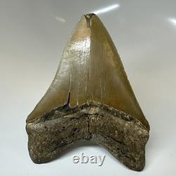 Megalodon Shark Tooth 4.90 Inch Amazing Serrated Fossil Authentic 20379