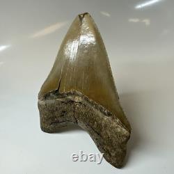 Megalodon Shark Tooth 4.90 Inch Amazing Serrated Fossil Authentic 20379