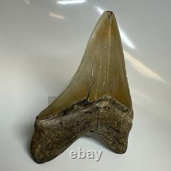 Megalodon Shark Tooth 4.90 Inch Amazing Serrated Fossil Authentic 20379