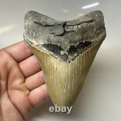 Megalodon Shark Tooth 4.90 Inch Amazing Serrated Fossil Authentic 20379
