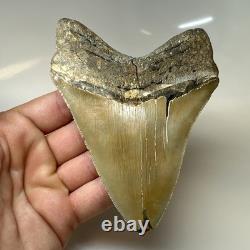 Megalodon Shark Tooth 4.90 Inch Amazing Serrated Fossil Authentic 20379