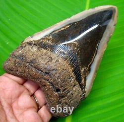 Megalodon Shark Tooth 4.90 Inches Shark Teeth Real Fossil Megladone