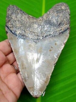 Megalodon Shark Tooth 4.90 Inches Shark Teeth Real Fossil Megladone