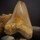 Megalodon Shark Tooth 4.91 Real Unrestored Indonesian Fossil