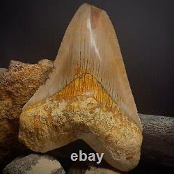 Megalodon Shark Tooth 4.91 Real Unrestored Indonesian Fossil