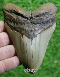 Megalodon Shark Tooth 4.92 Extinct Fossil Authentic NOT RESTORED (CG19-89)
