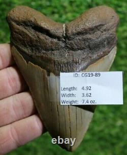 Megalodon Shark Tooth 4.92 Extinct Fossil Authentic NOT RESTORED (CG19-89)