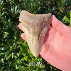 Megalodon Shark Tooth 4.94 Big Authentic Fossil Sharks Teeth