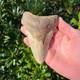 Megalodon Shark Tooth 4.94 Big Authentic Fossil Sharks Teeth
