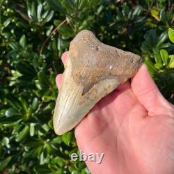 Megalodon Shark Tooth 4.94 Big Authentic Fossil Sharks Teeth