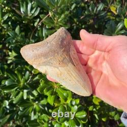 Megalodon Shark Tooth 4.94 Big Authentic Fossil Sharks Teeth