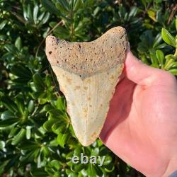 Megalodon Shark Tooth 4.94 Big Authentic Fossil Sharks Teeth
