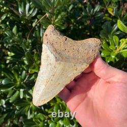 Megalodon Shark Tooth 4.94 Big Authentic Fossil Sharks Teeth