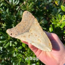 Megalodon Shark Tooth 4.94 Big Authentic Fossil Sharks Teeth