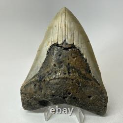 Megalodon Shark Tooth 4.94 Inch Beautiful Wide Fossil Authentic 20233