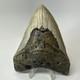 Megalodon Shark Tooth 4.94 Inch Beautiful Wide Fossil Authentic 20233