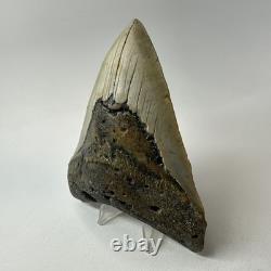 Megalodon Shark Tooth 4.94 Inch Beautiful Wide Fossil Authentic 20233