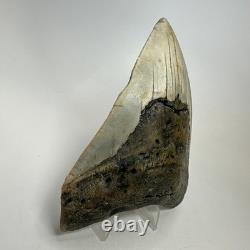 Megalodon Shark Tooth 4.94 Inch Beautiful Wide Fossil Authentic 20233