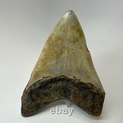 Megalodon Shark Tooth 4.94 Inch Beautiful Wide Fossil Authentic 20233