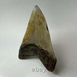 Megalodon Shark Tooth 4.94 Inch Beautiful Wide Fossil Authentic 20233