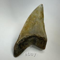 Megalodon Shark Tooth 4.94 Inch Beautiful Wide Fossil Authentic 20233
