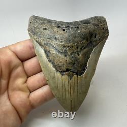 Megalodon Shark Tooth 4.94 Inch Beautiful Wide Fossil Authentic 20233