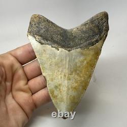 Megalodon Shark Tooth 4.94 Inch Beautiful Wide Fossil Authentic 20233