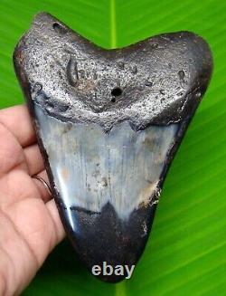 Megalodon Shark Tooth 4.94 Inches Real Fossil Polished Blade