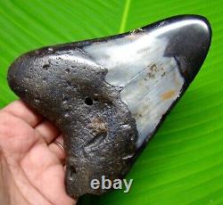 Megalodon Shark Tooth 4.94 Inches Real Fossil Polished Blade