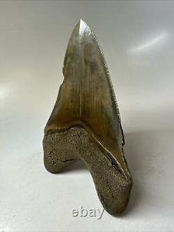 Megalodon Shark Tooth 4.94 Serrated Authentic Fossil Carolina 16038