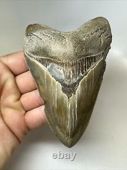 Megalodon Shark Tooth 4.94 Serrated Authentic Fossil Carolina 16038
