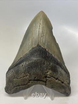 Megalodon Shark Tooth 4.95 Amazing Natural Fossil Authentic 15222