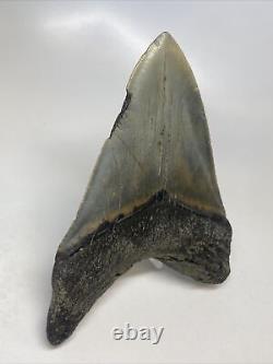 Megalodon Shark Tooth 4.95 Amazing Natural Fossil Authentic 15222