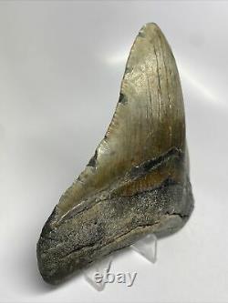 Megalodon Shark Tooth 4.95 Amazing Wide Fossil Authentic 11685