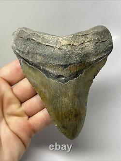 Megalodon Shark Tooth 4.95 Amazing Wide Fossil Authentic 11685