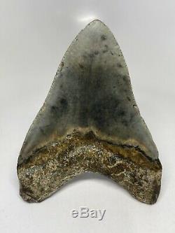 Megalodon Shark Tooth 4.95 Beautiful Wide Fossil Colorful 6218