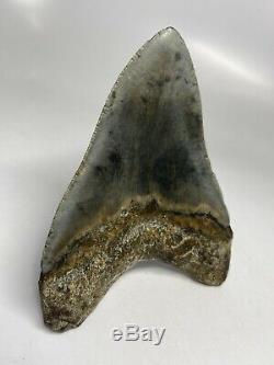 Megalodon Shark Tooth 4.95 Beautiful Wide Fossil Colorful 6218