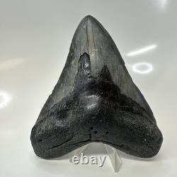 Megalodon Shark Tooth 4.95 Inch Beautiful Black Fossil Authentic 20704