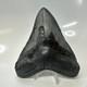 Megalodon Shark Tooth 4.95 Inch Beautiful Black Fossil Authentic 20704
