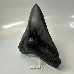 Megalodon Shark Tooth 4.95 Inch Beautiful Black Fossil Authentic 20704