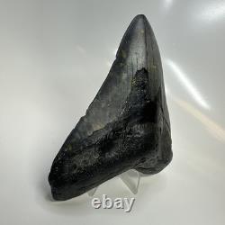 Megalodon Shark Tooth 4.95 Inch Beautiful Black Fossil Authentic 20704
