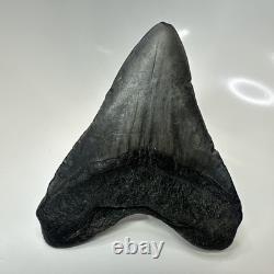 Megalodon Shark Tooth 4.95 Inch Beautiful Black Fossil Authentic 20704